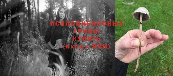 прущие грибы Абинск